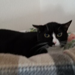 ねこの気持ちはいまだわからない