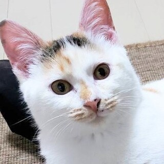 人馴れ抜群の甘えん坊、白三毛の桃ちゃん