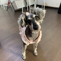 つゆ★そっと甘えてくる控えめシュナウザー♀