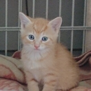 子猫の里親を募集しております！