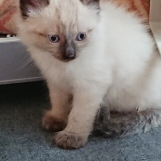 子猫の里親を募集しております！