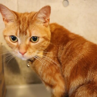 里親様、決定致しました！ありがとうございました。