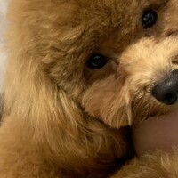 むぎ