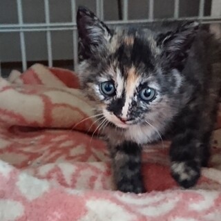 子猫の里親を募集しております！