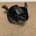 チンチラ（グレー）里親様を募集致します。