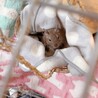 ベジドロオオバコ味