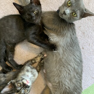 2020年4月4日生まれの子猫たち