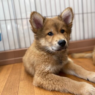 人懐こくお兄ちゃんタイプ☆Mixパピーのリンクス君