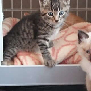 子猫の里親を募集しております！