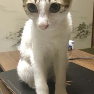 【トライアル予定】３、４ヶ月頃の元気な女の子です
