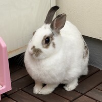 ウージ