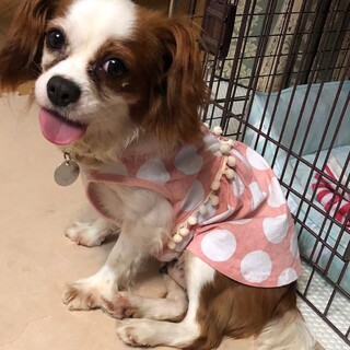 天使の羽のよう！大きなお耳がキュートなバニーちゃん