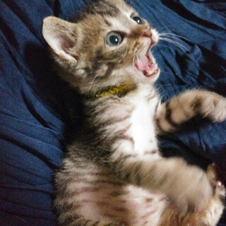 甘えん坊イケニャンキジトラ男子⭐️源