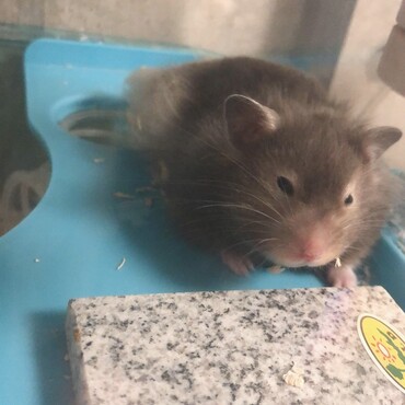 最近暑いね。眠いし