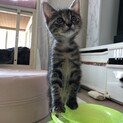 サビ色のアメショ風❤︎チョコ