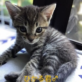 兄妹仲良しですので一緒にお迎えお願いします