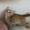 甘えん坊さん❤︎茶トラの男の子❤︎プリン