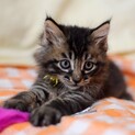 黒猫兄弟のもう一匹はふわふわ長毛美形キジ