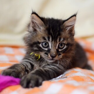 黒猫兄弟のもう一匹はふわふわ長毛美形キジ