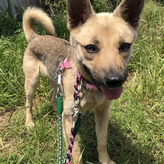 人馴れ進化中、穏やかで控えめな鼻黒女子聖