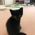 インスタにアップしました❤︎稲妻シッポ❤︎ブルース