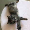 フワフワのサビ柄❤︎リズム