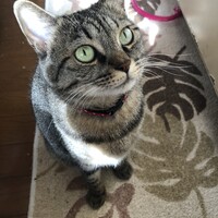 みぃちゃん