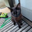 黒猫・メス・1歳 / 危険な場所から救い出して！