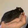 可愛いファンシーラットちゃんのご家族になりませんか サムネイル1