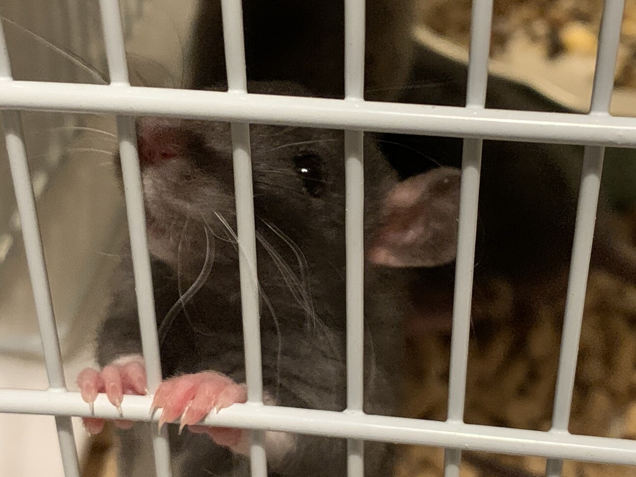 可愛いファンシーラットちゃんのご家族になりませんか サムネイル2