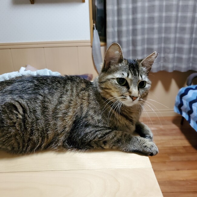 モリー　のカバー写真