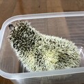 ハリネズミ 里親募集
