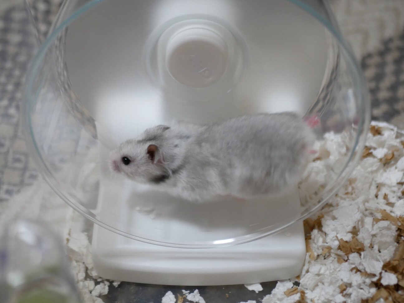 ゴールデン  きんくま 赤ちゃん 里親募集！ サムネイル2