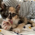 【女神現る！里親決定】甘えん坊な三毛猫