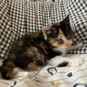 【女神現る里親決定】元気な鍵尻尾の三毛猫女の子！