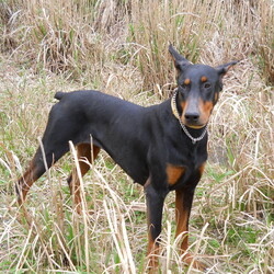 「ド－ベルマンの里親希望」サムネイル2