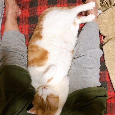 足の間で眠る猫