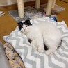 nanacha
