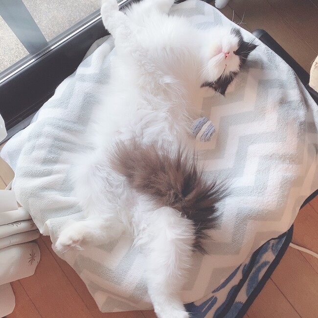 nanachaのカバー写真