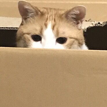 皆大好きAmazon