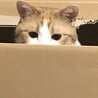 皆大好きAmazon