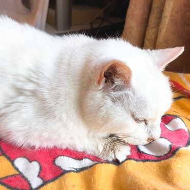 20歳までした