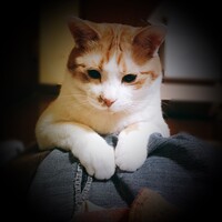 きなこ
