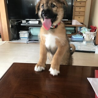 里親決定！大きめ中型犬予想★ケンタ君