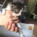 青森在住 生後1〜2ヶ月:大切にできる募集^_^