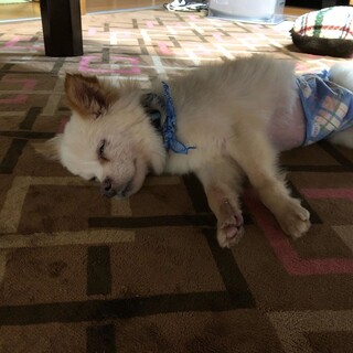 お昼ね大好きチワワMIXハチ君