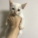 おっとりちゃんシナモン