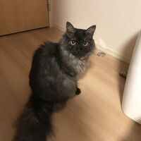 りんご