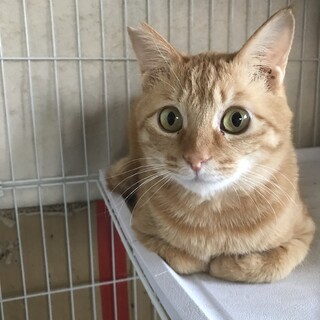 人見知りだけど人間大好き！ゴンちゃん4歳！