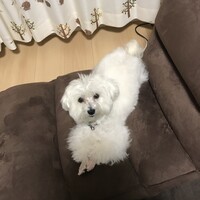 みるく